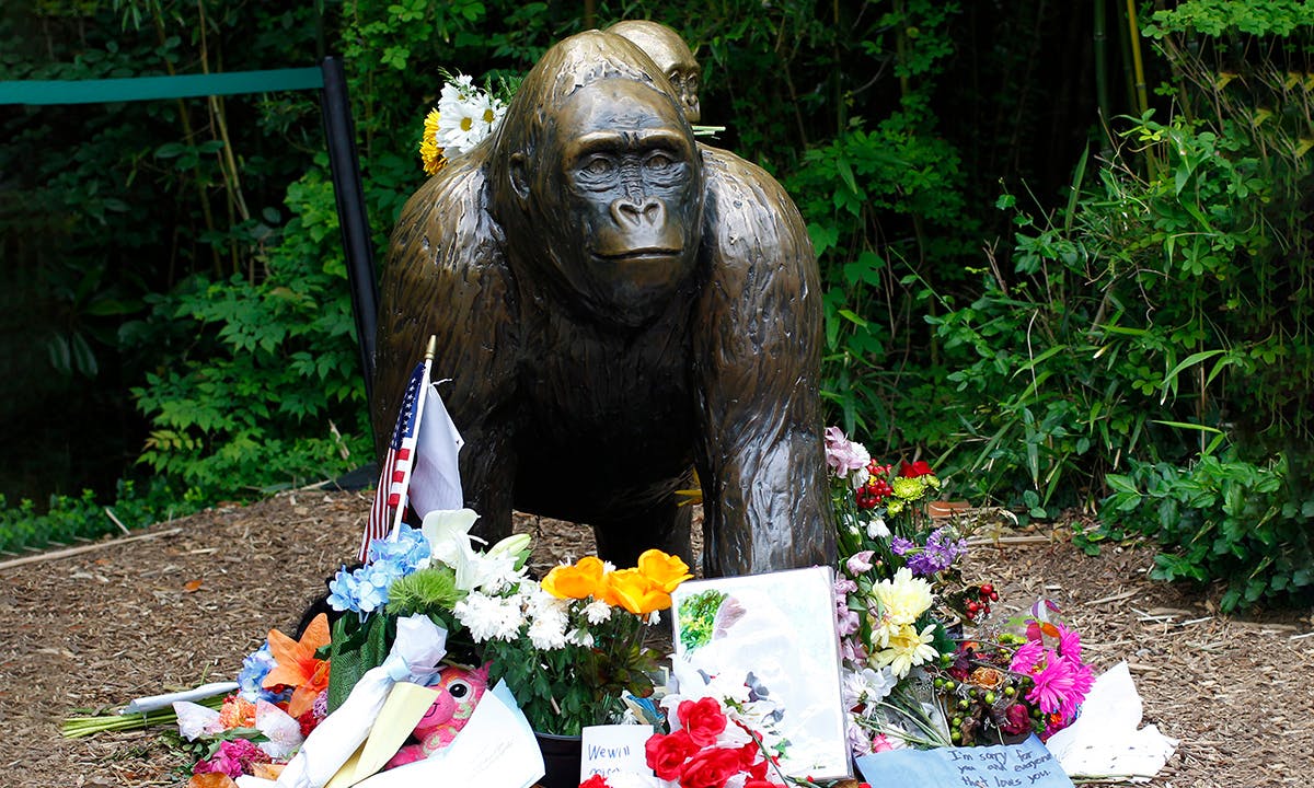 Flowers lay around a bronze statue of a gorilla