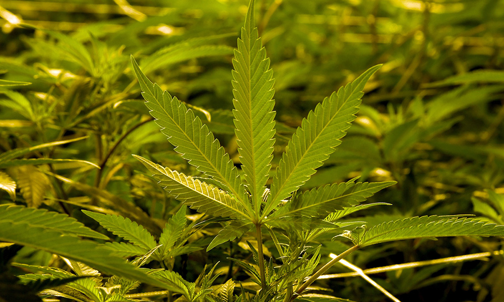 medical marijuana legal thailand Legal Marijuana weed