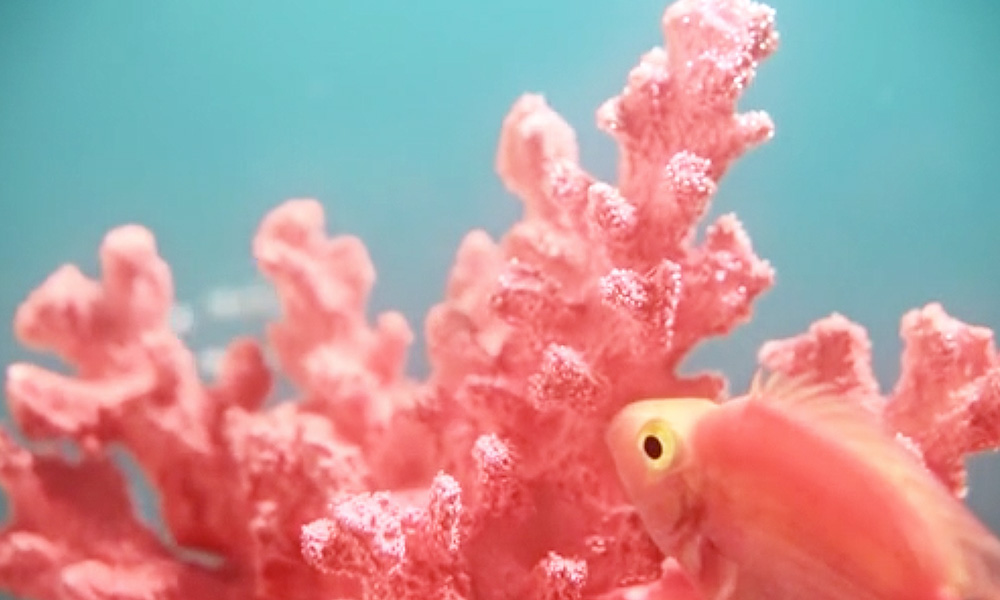 pantone living coral color 2019