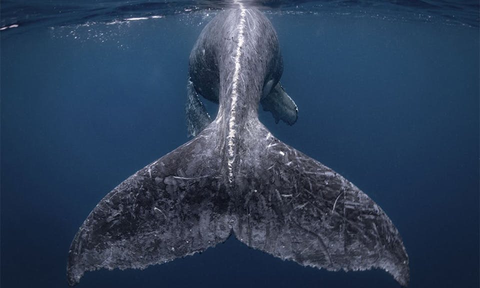 national geographic travel photographer of the year 2018