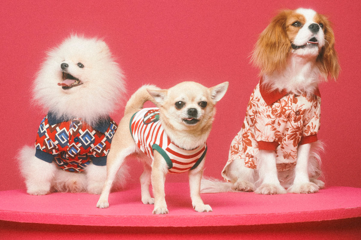 Gucci Launches First Pet Collection of Collars, Leashes, Beds and