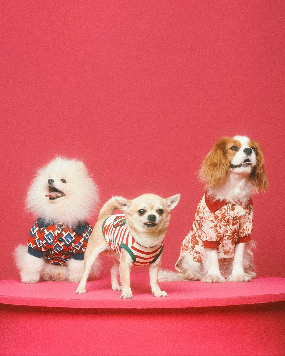 Gucci pet collection includes $7,500 dog bed, $460 poop bag holder