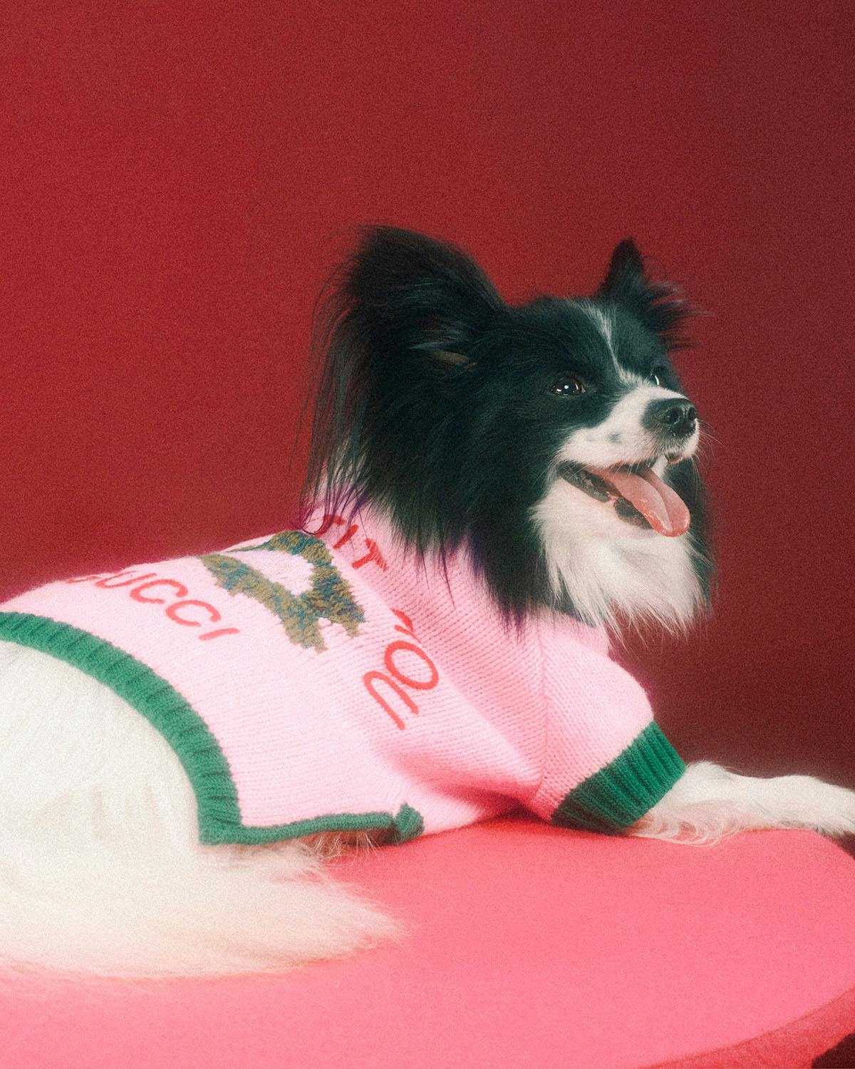 Gucci's First Pet Collection Is For Good Boys & Bad Bitches