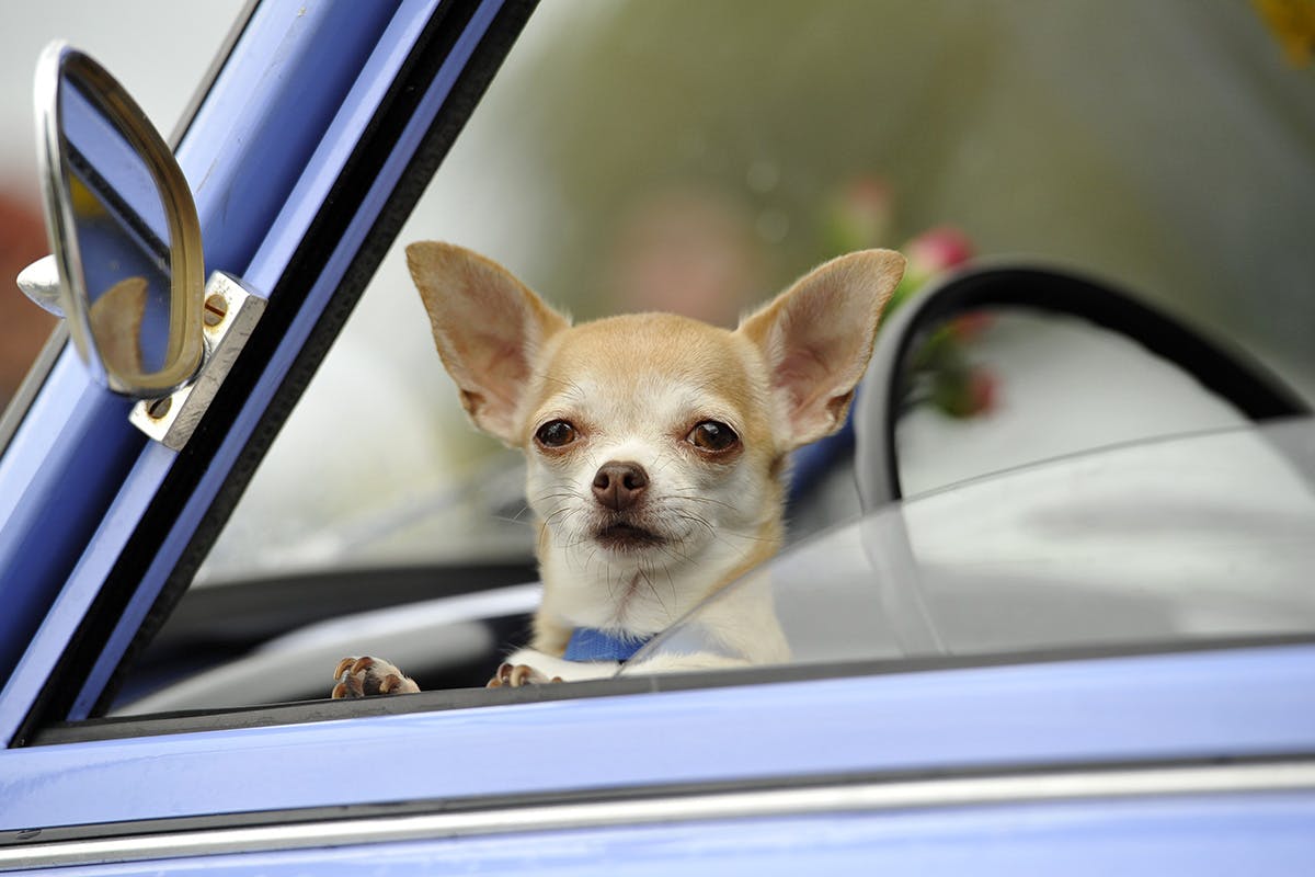 tesla dog mode Elon Musk