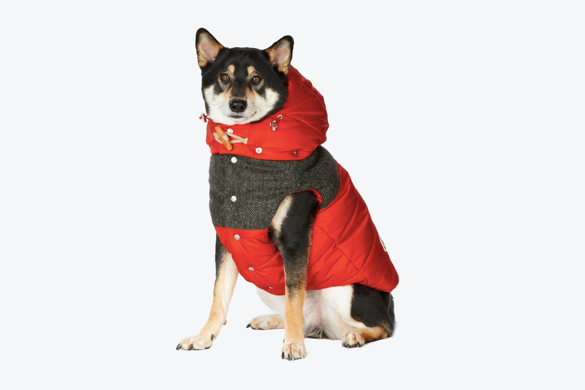 moncler x poldo dog couture