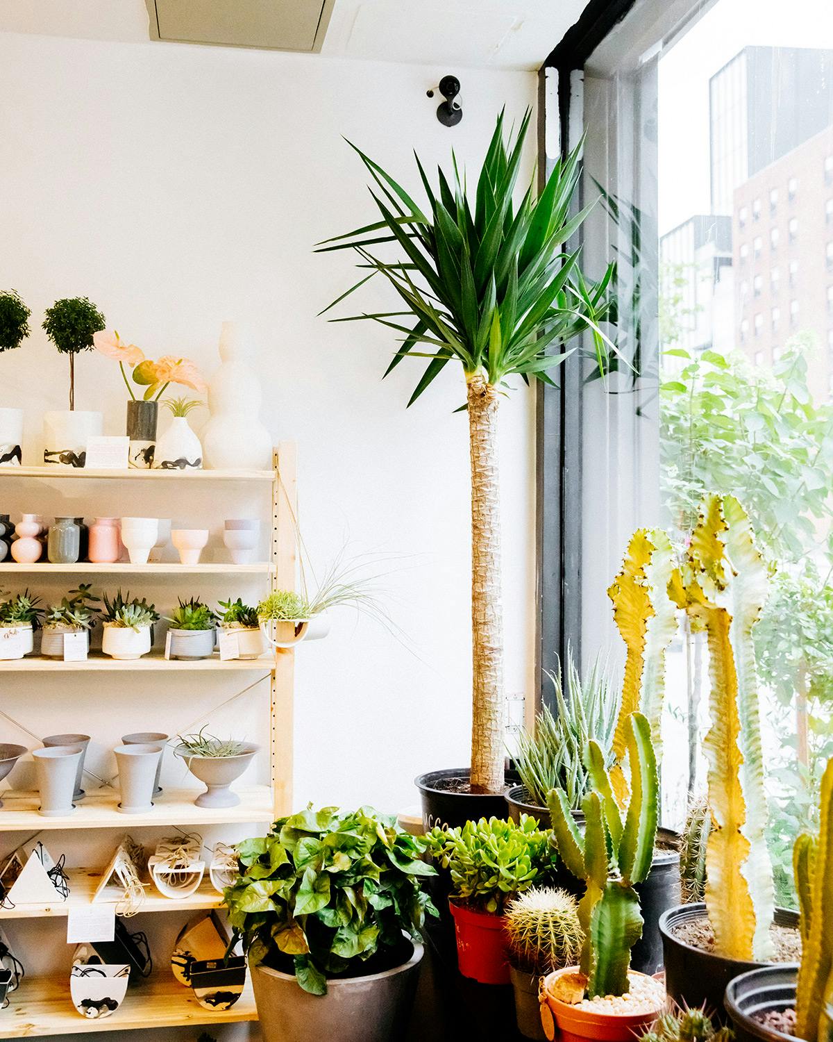 Plant Shed New York Highsnobiety PlantShed