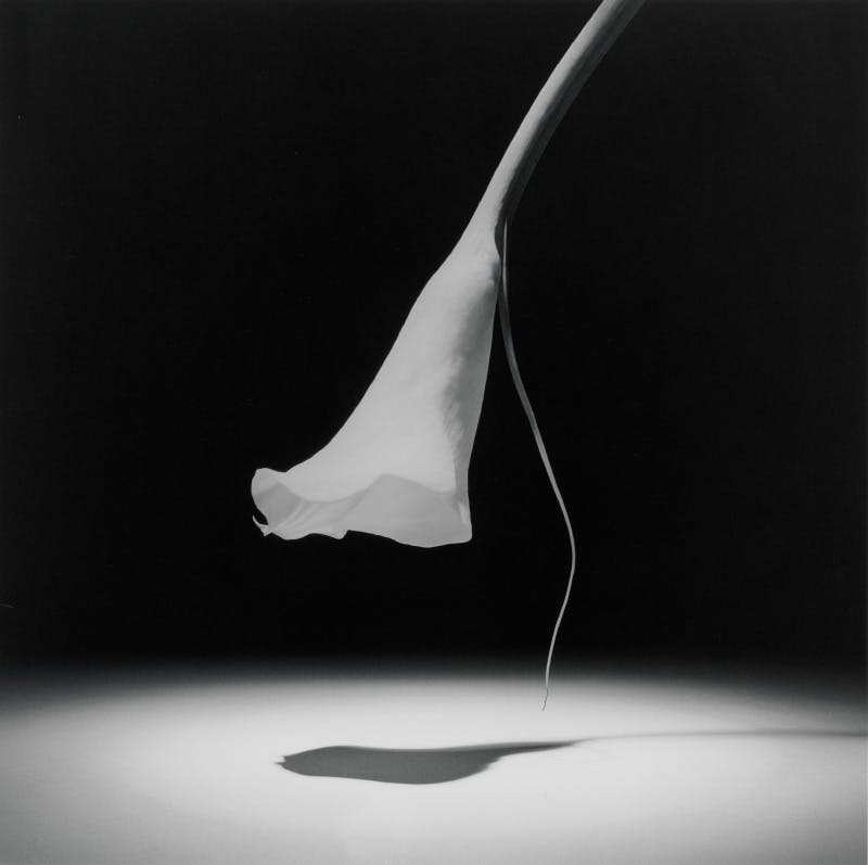 implicit tensions mapplethorpe now The Guggenheim robert mapplethorpe