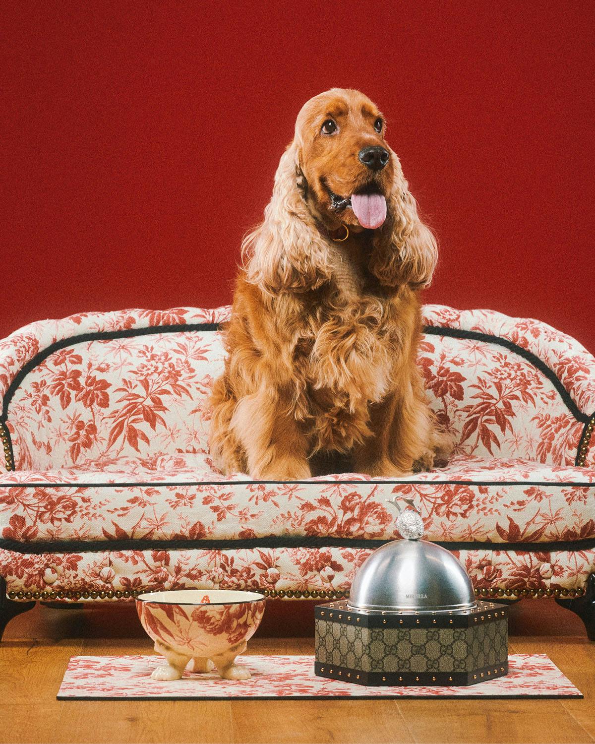 Gucci Unveils New Pet Collection of Collars, Bowls + More, Photos –  Footwear News