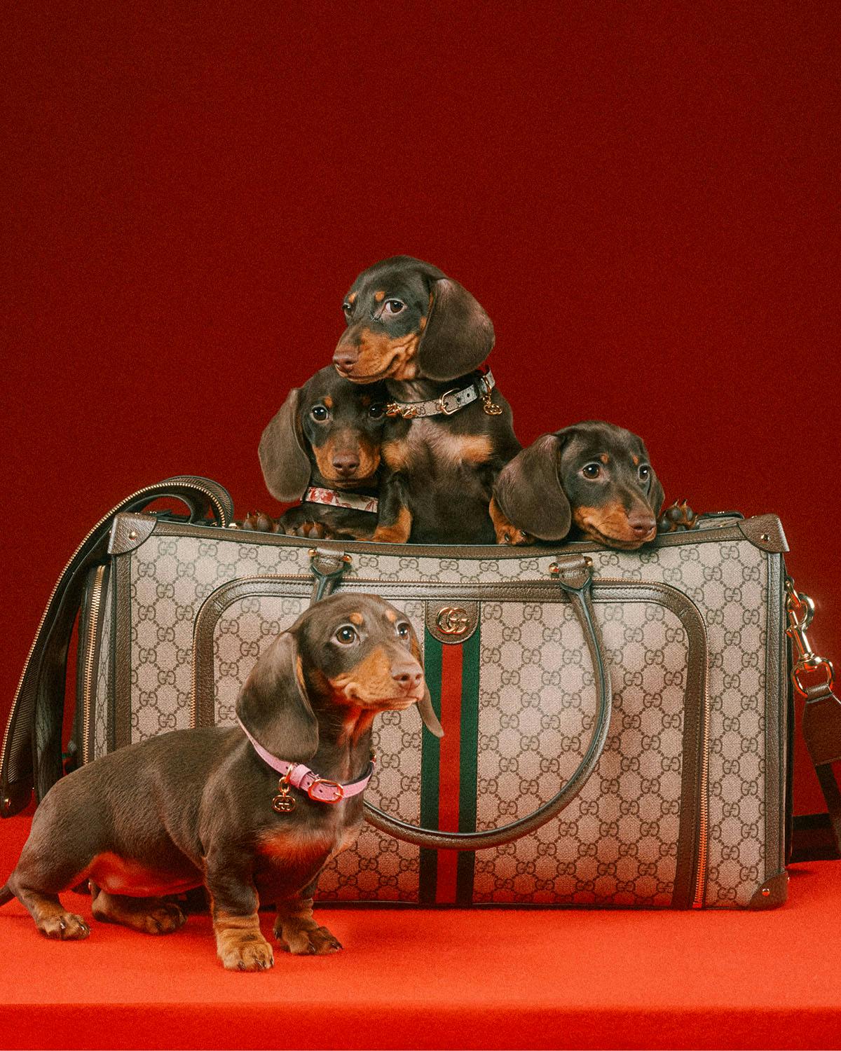 4 luxury brands to twin with your pampered pooch: from Louis Vuitton's chic dog  leash and Gucci's monogrammed pet carrier bags to Prada's posh collar and  Christian Louboutin's stylish harnesses