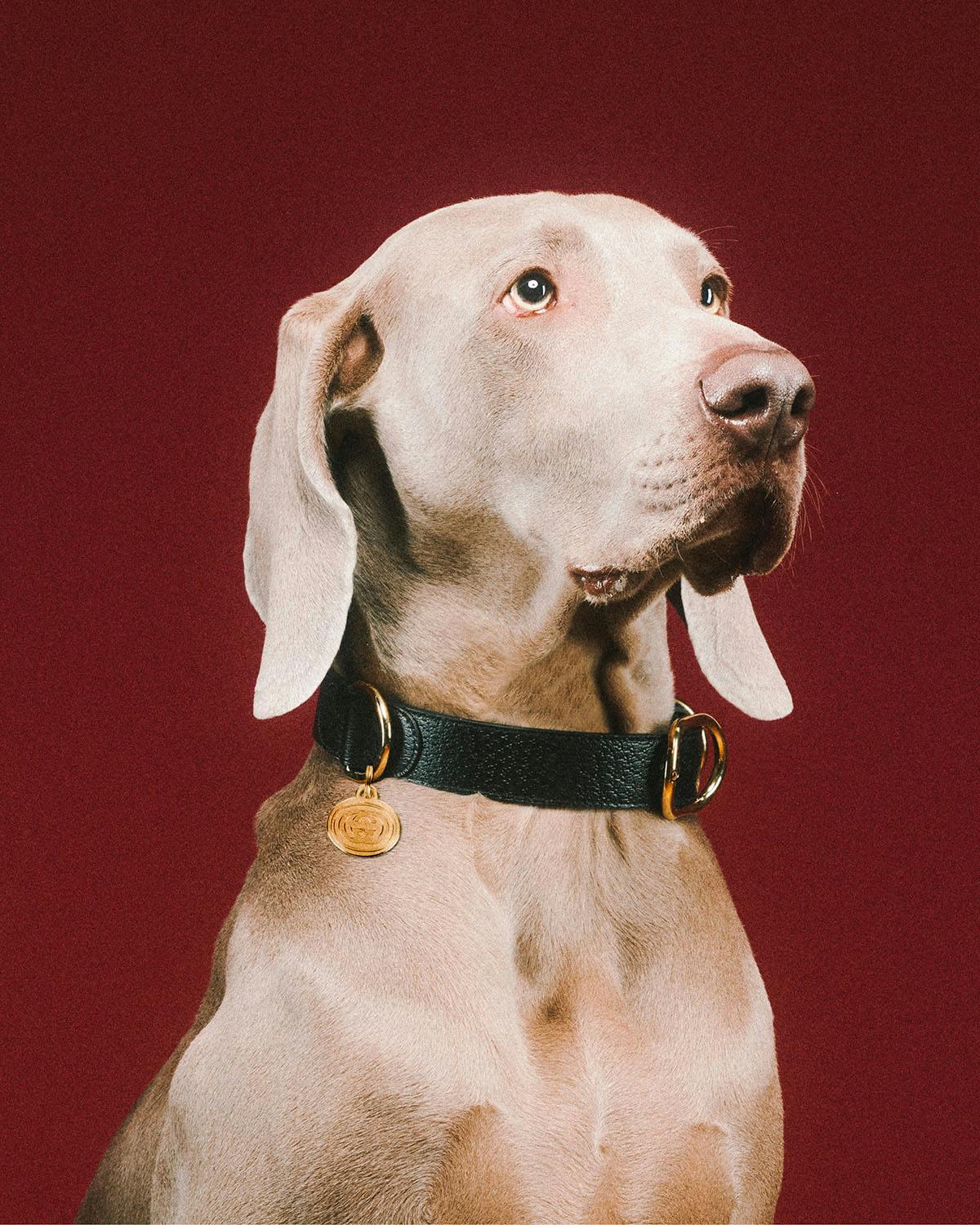 Gucci Launches First Pet Collection of Collars, Leashes, Beds and More –  The Hollywood Reporter