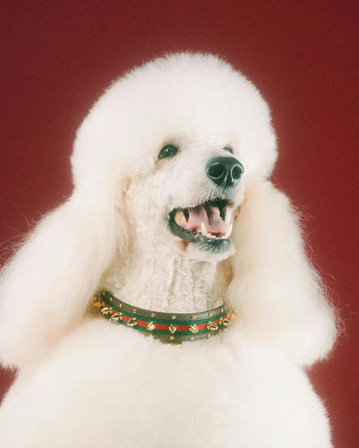 Gucci pet collection includes $7,500 dog bed, $460 poop bag holder