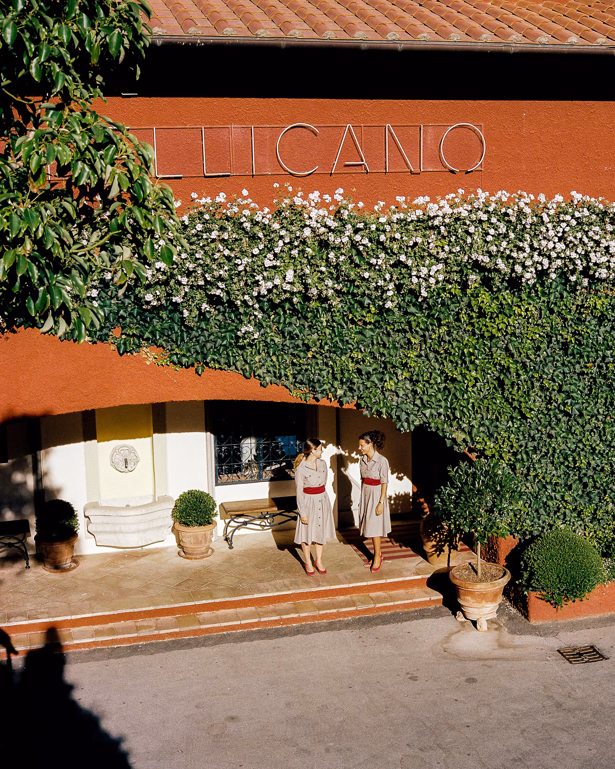 pellicano