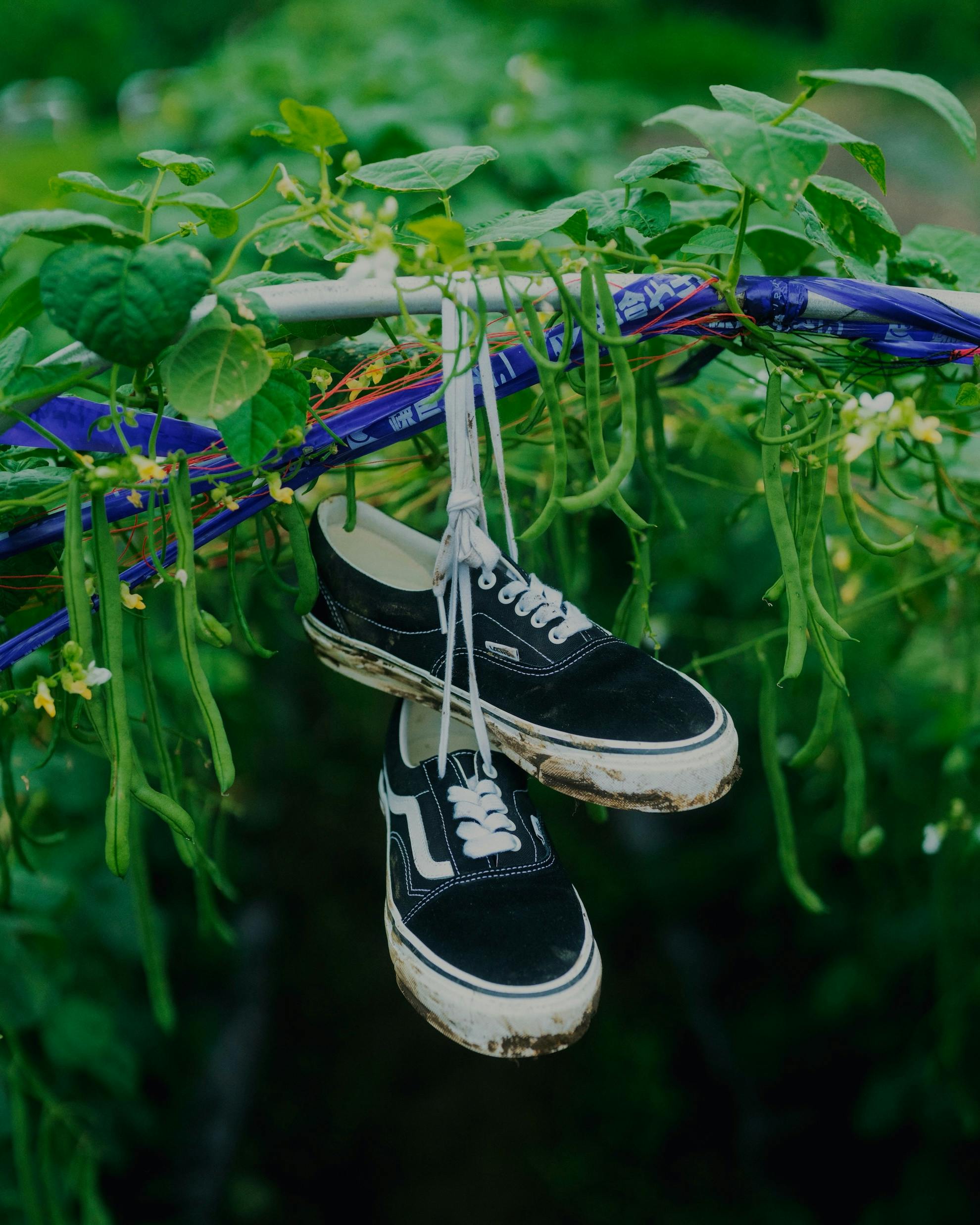 Akio Hasegawa x BEAMS SSZZ x Clarks Wallaroo Boot Collab