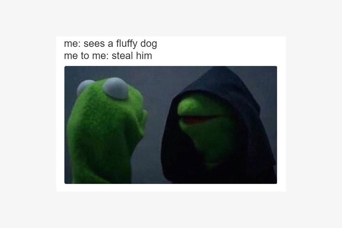 best-memes-of-2016-Evil-Kermit