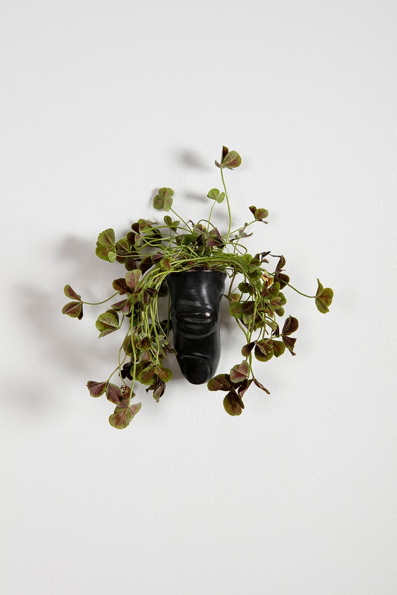 Wild Flowers: A Thumb, 2021