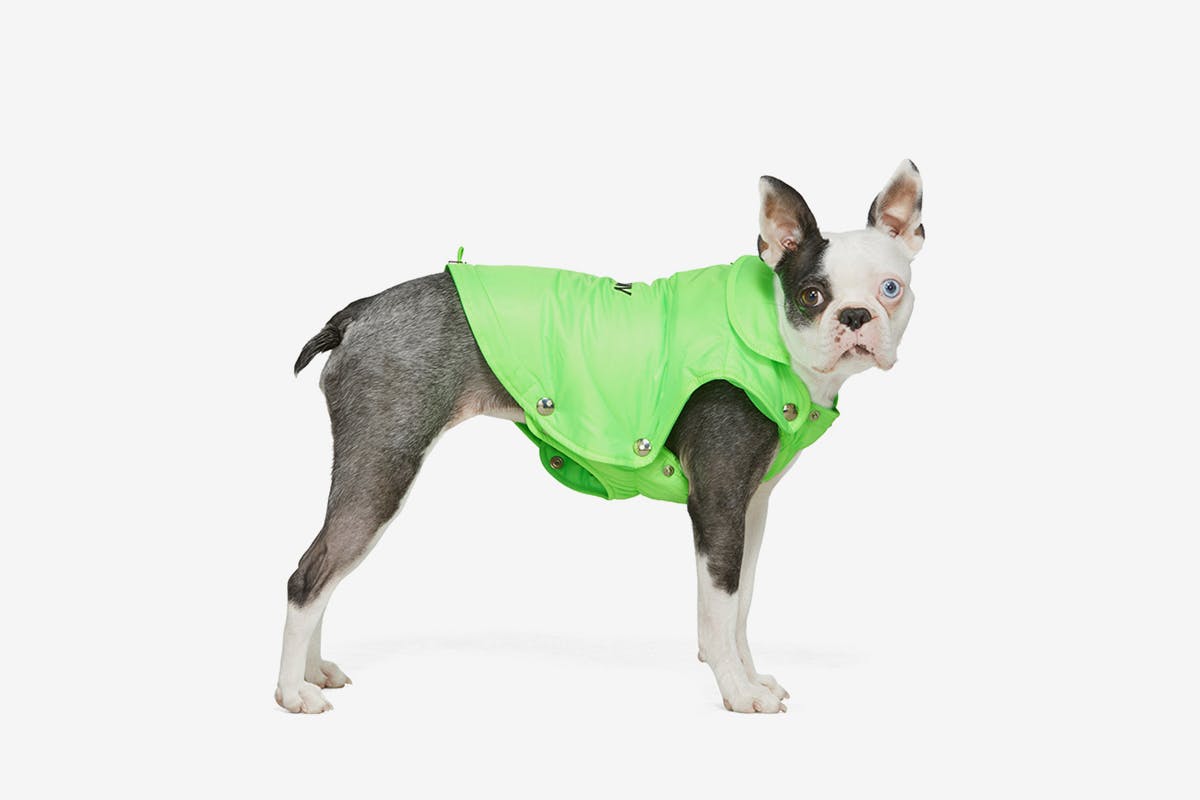 ssense-luxury-dogwear-2020-main