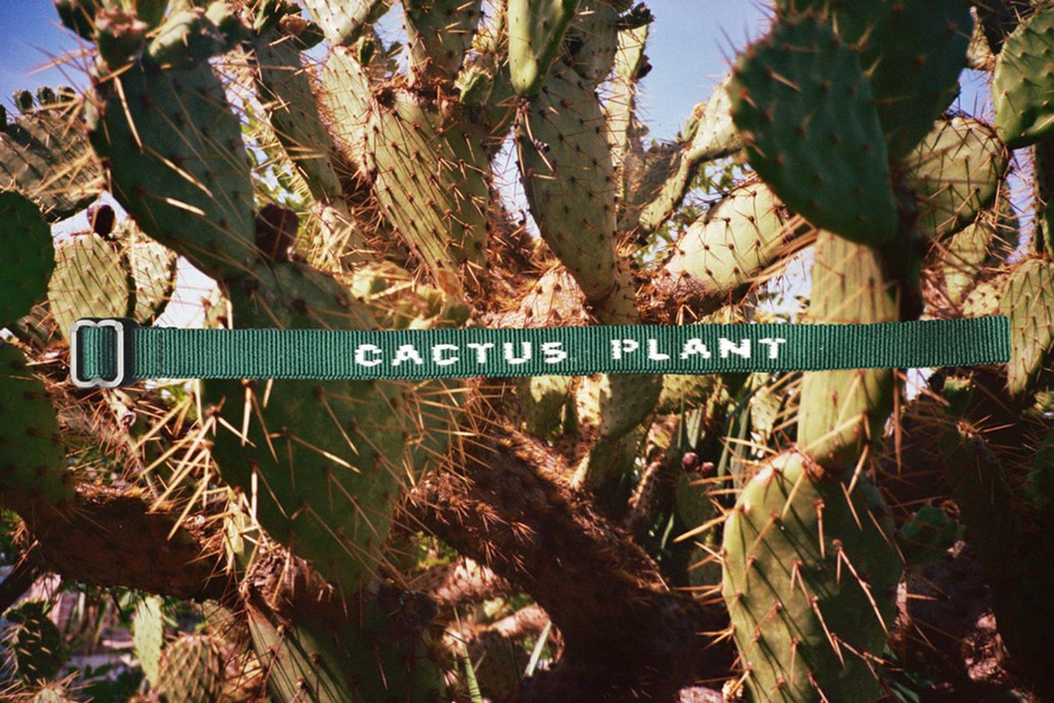 Cactus Plant Identification Tag Bracelet