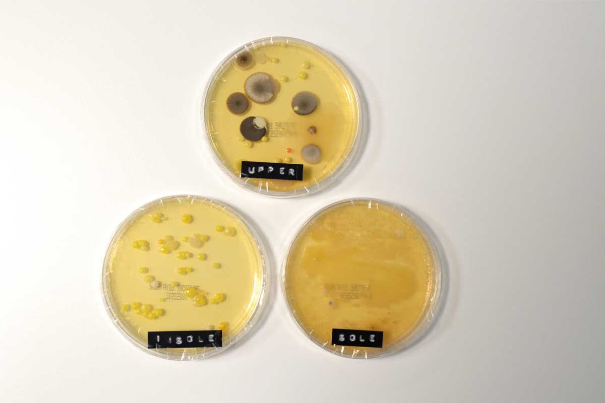 sneaker bacteria test size