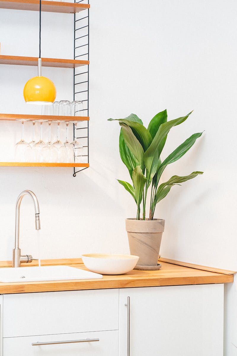 easy-house-plants-for-beginners-14