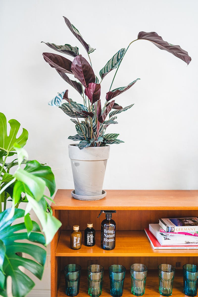 easy-house-plants-for-beginners-08