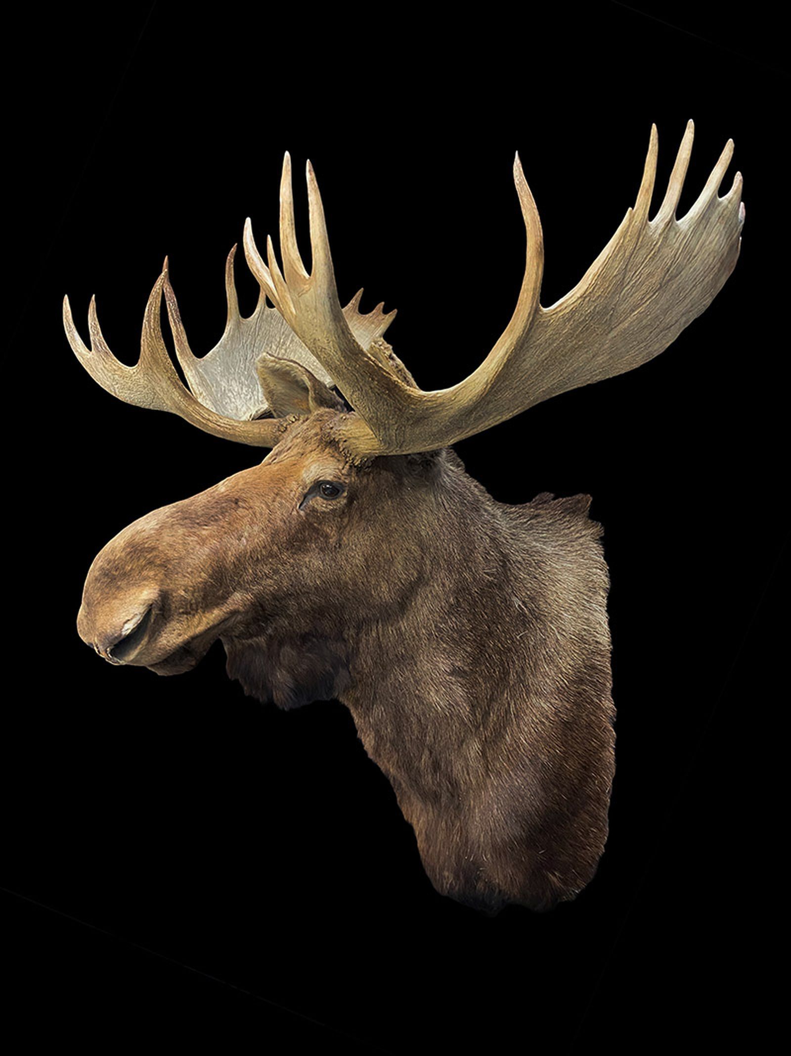 Andy Warhol's Moose