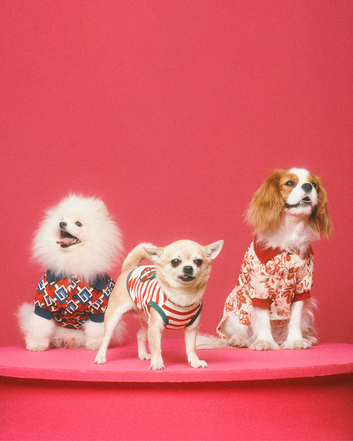 gucci-pet-collection-4