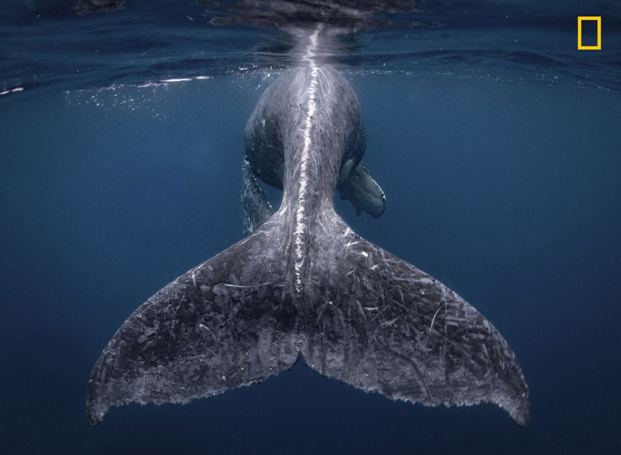 national geographic travel photographer of the year 2018