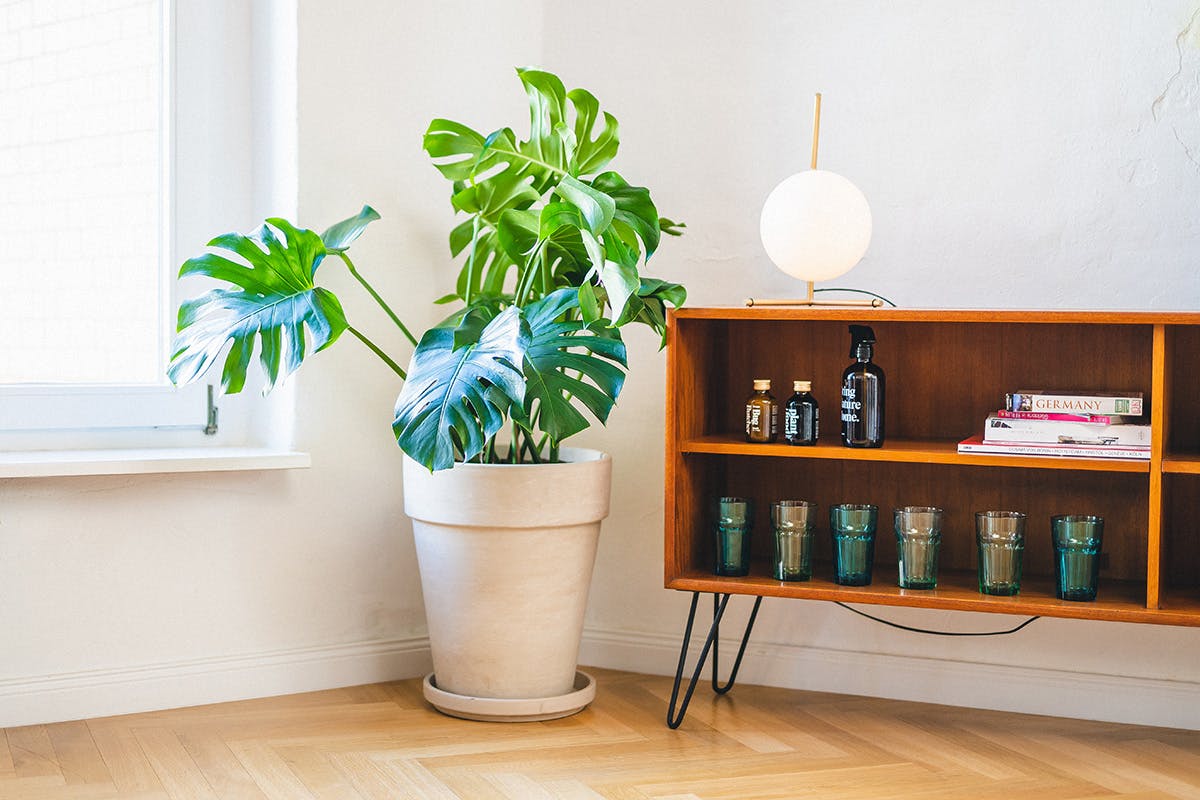 easy-house-plants-for-beginners-19