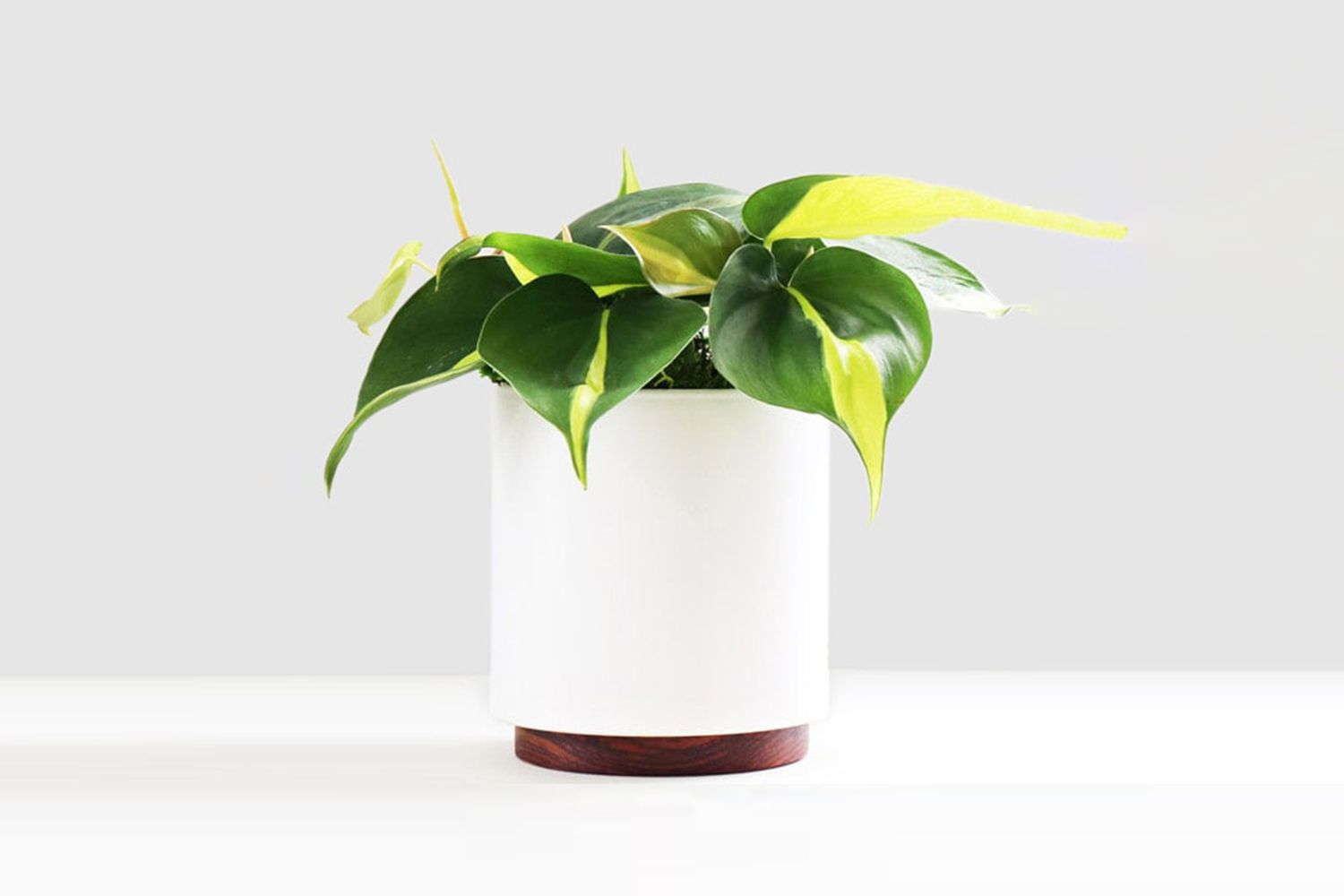 Philodendron Brasil With Ceramic Pot & Wood Plinth