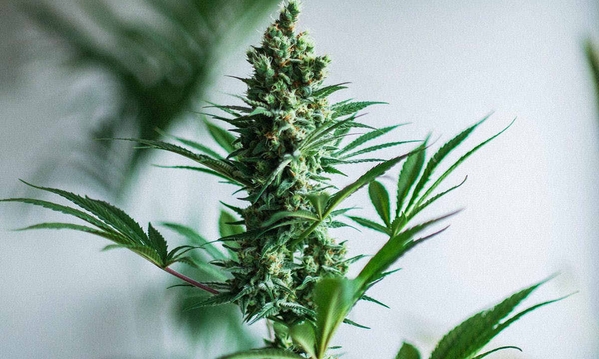 7 Reasons Why You Should Eat Weed in 2022