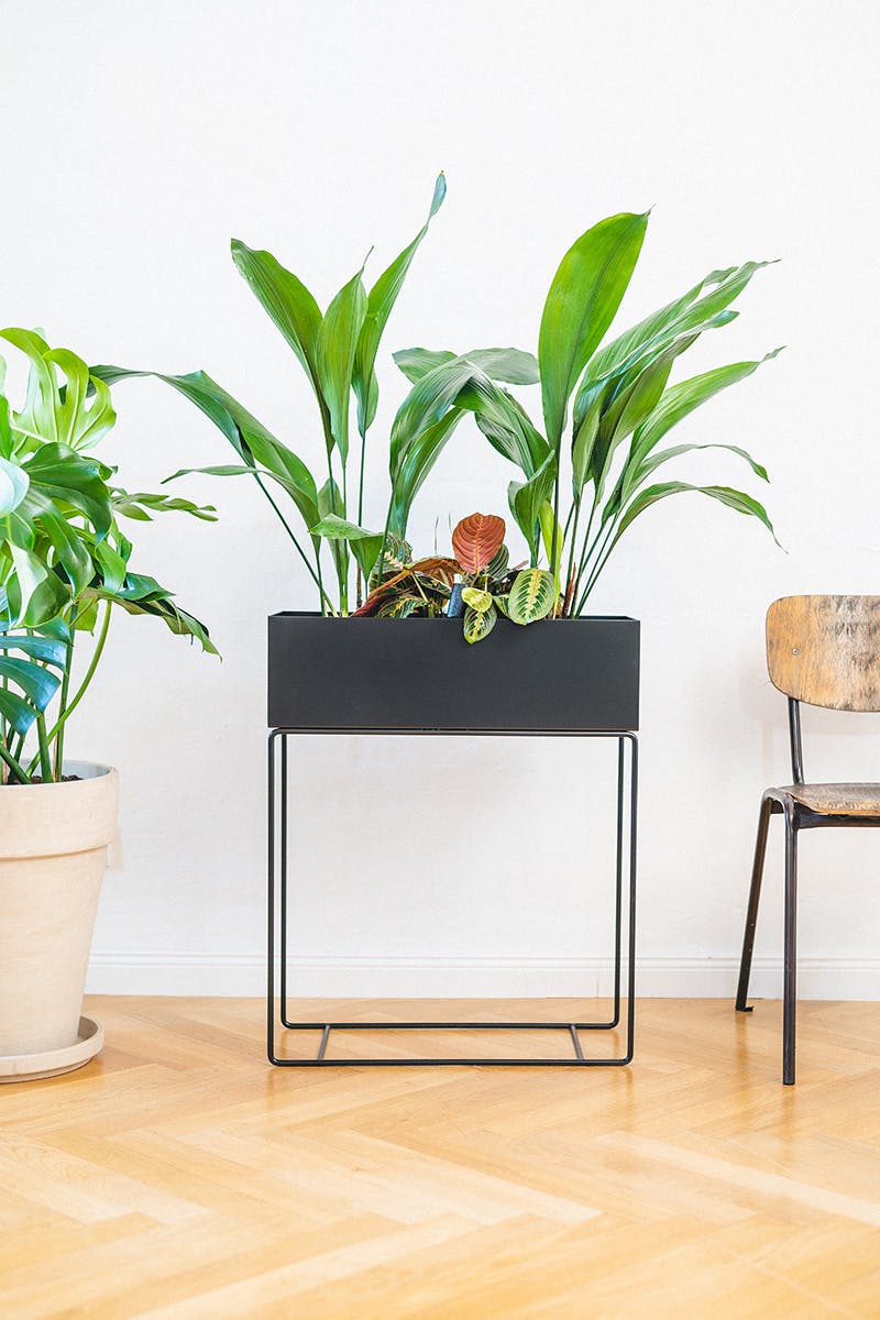 easy-house-plants-for-beginners-13
