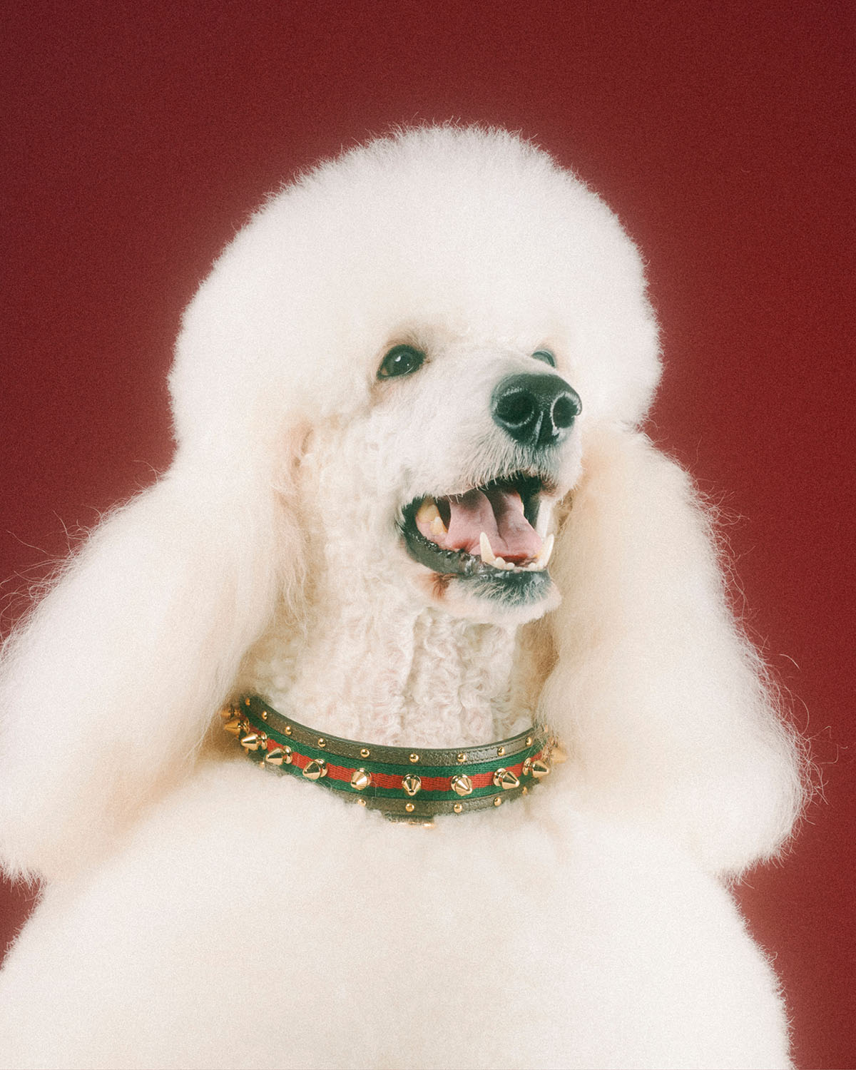 gucci-pet-collection-14