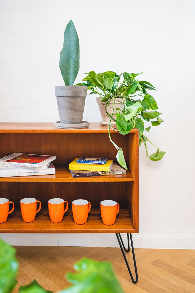 easy-house-plants-for-beginners-03