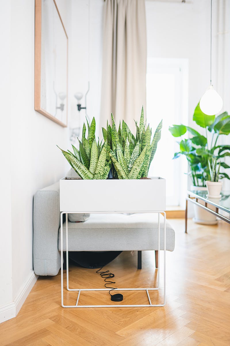 easy-house-plants-for-beginners-11