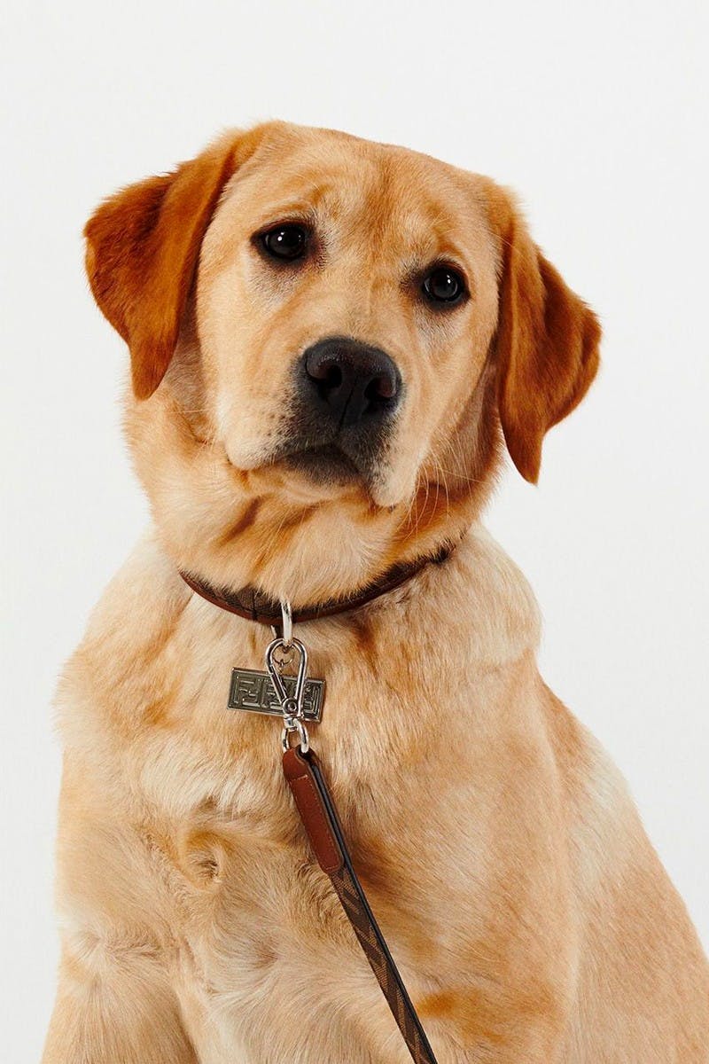 fendi-pet-travel-collection-01