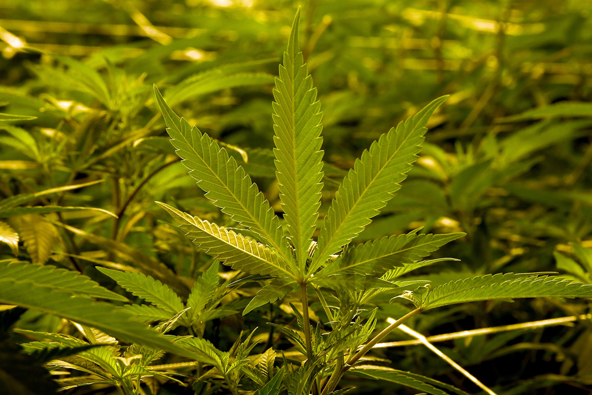 medical marijuana legal thailand Legal Marijuana weed