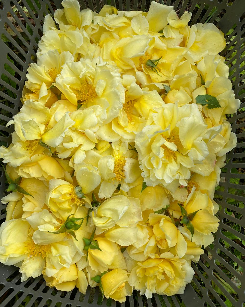 fragrance-04