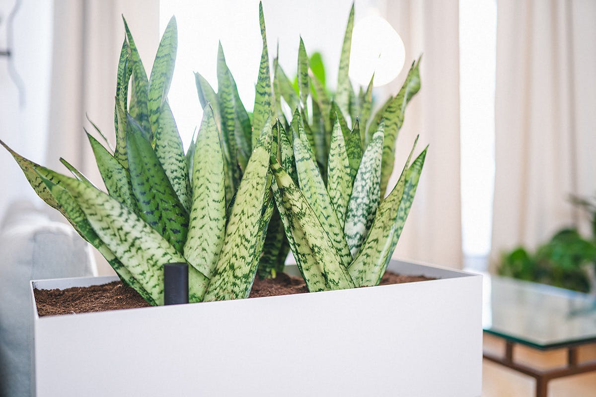 easy-house-plants-for-beginners-20