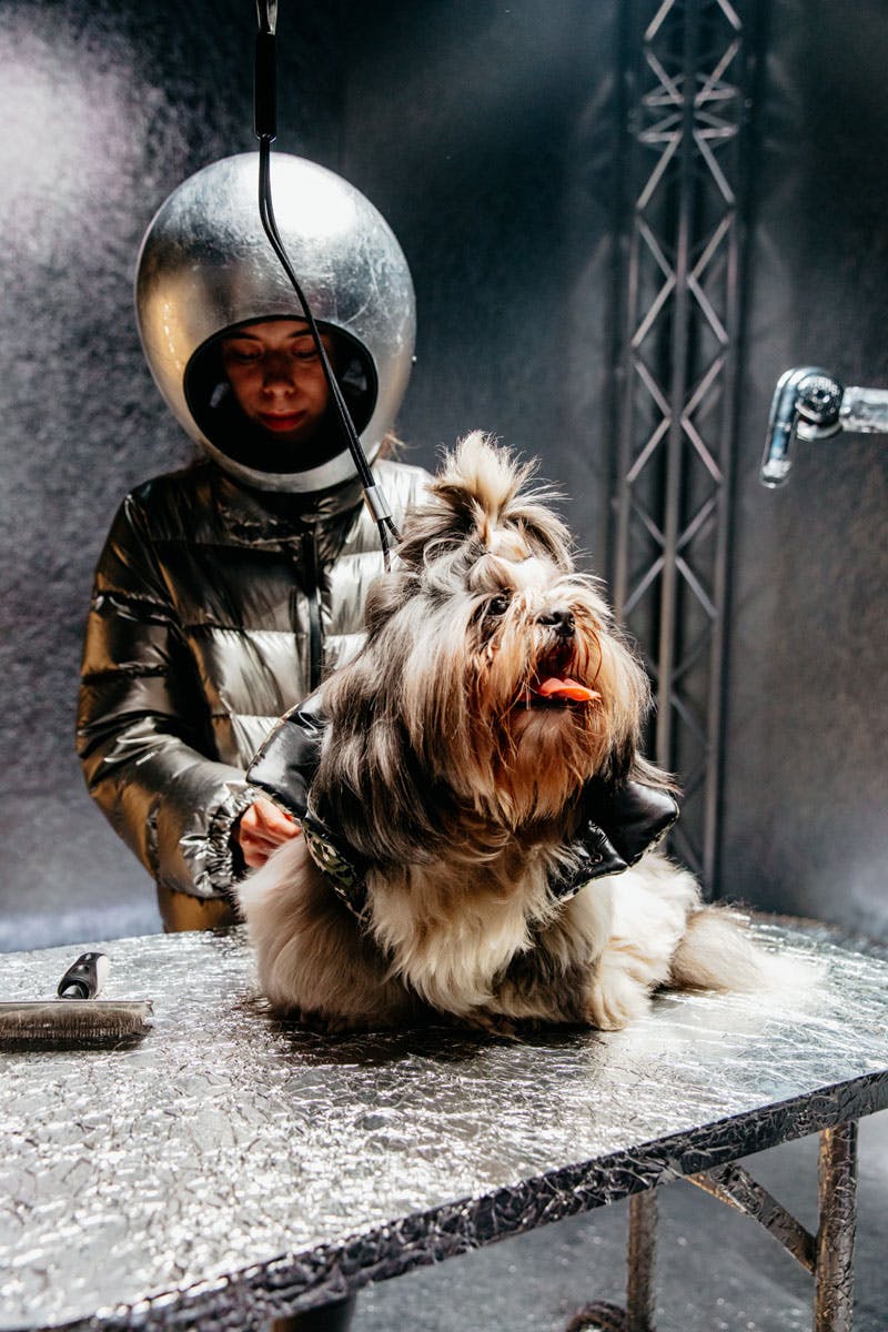moncler-genius-fall-2020-hiroshi-dog-courture-03