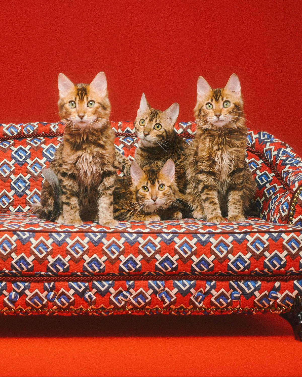 gucci-pet-collection-7