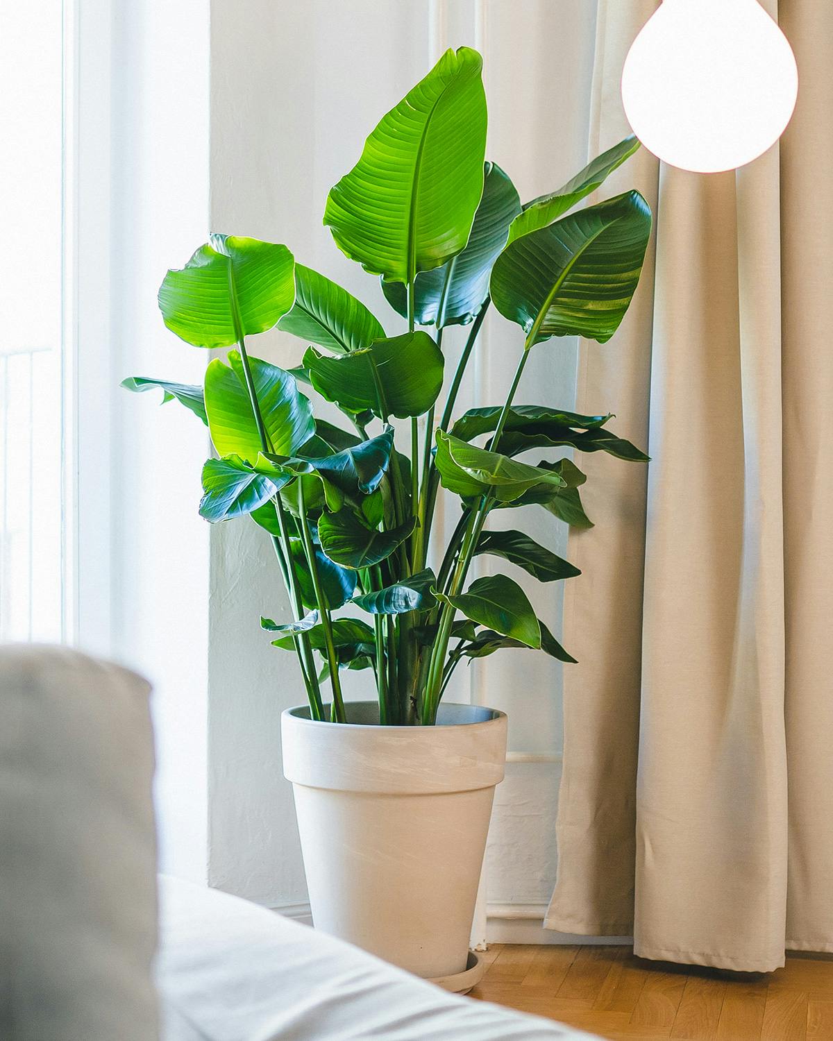 easy-house-plants-for-beginners-04