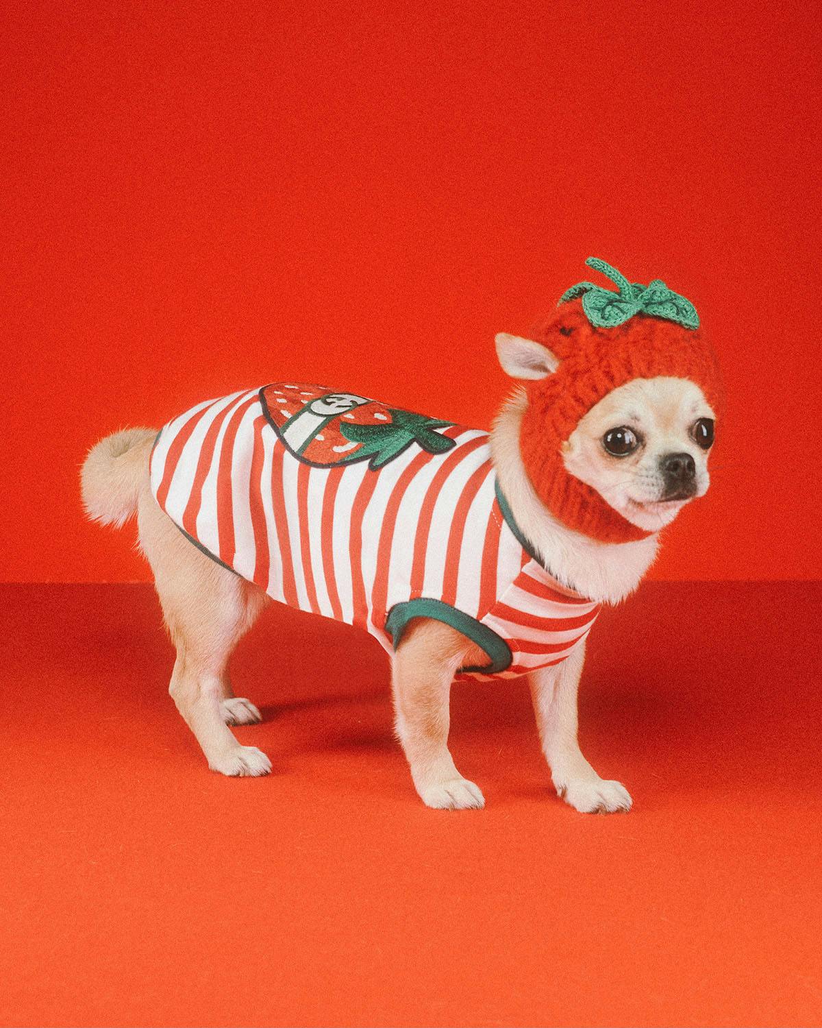 gucci-pet-collection-1