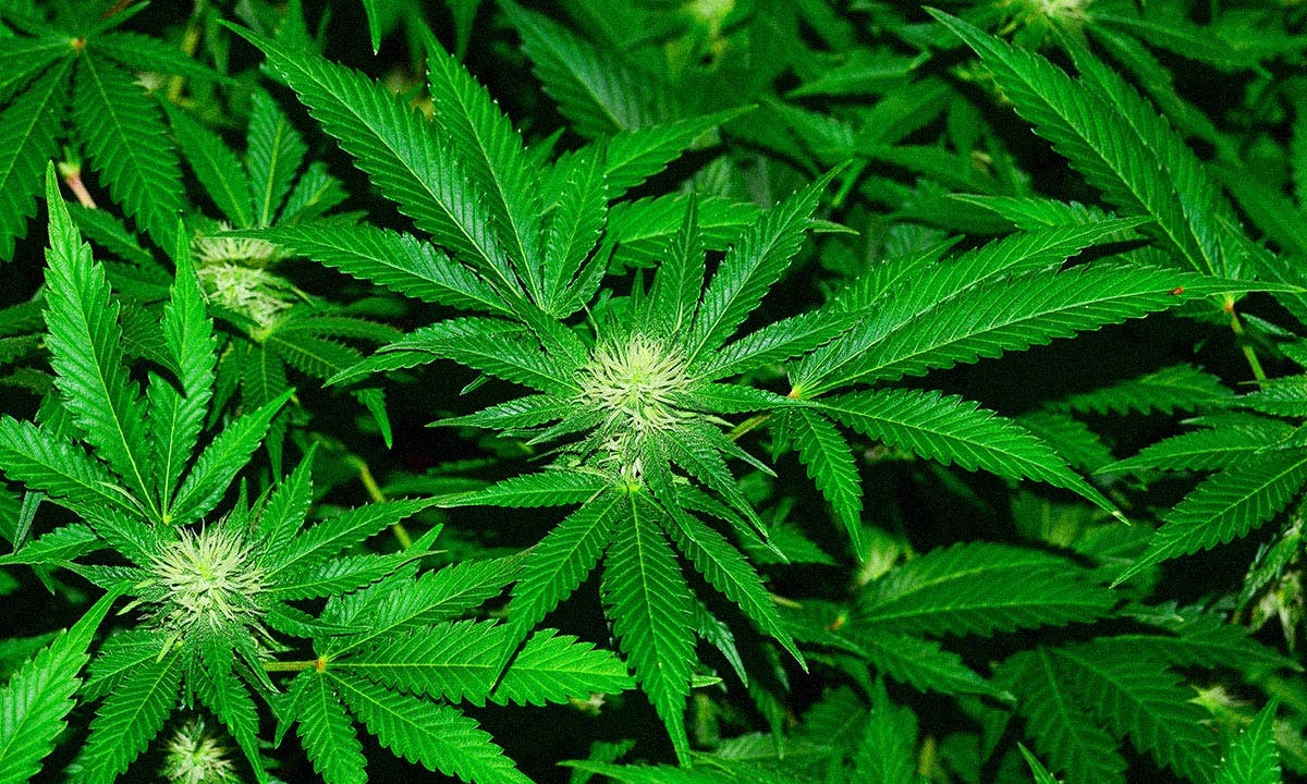 counterfeit cannabis need know billion dollar market feature1 MedMen Sherbinskis marijuana