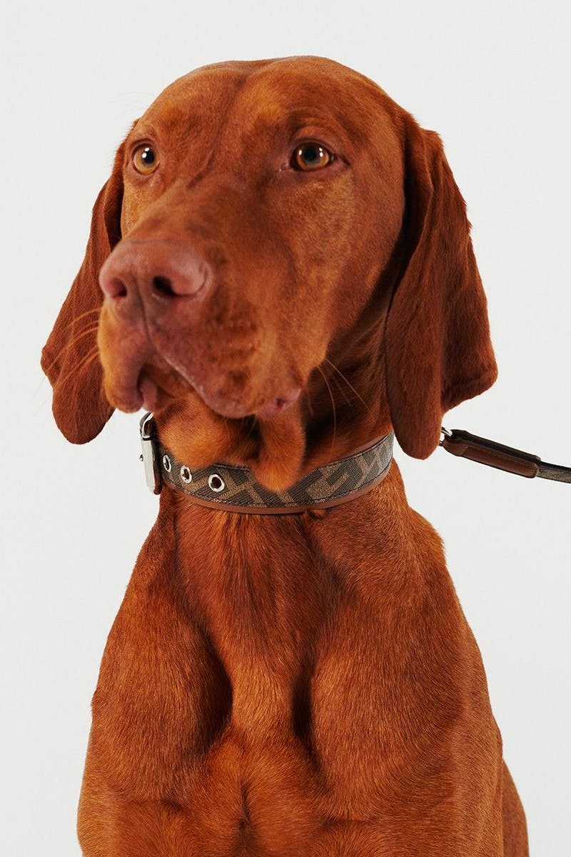 fendi-pet-travel-collection-02