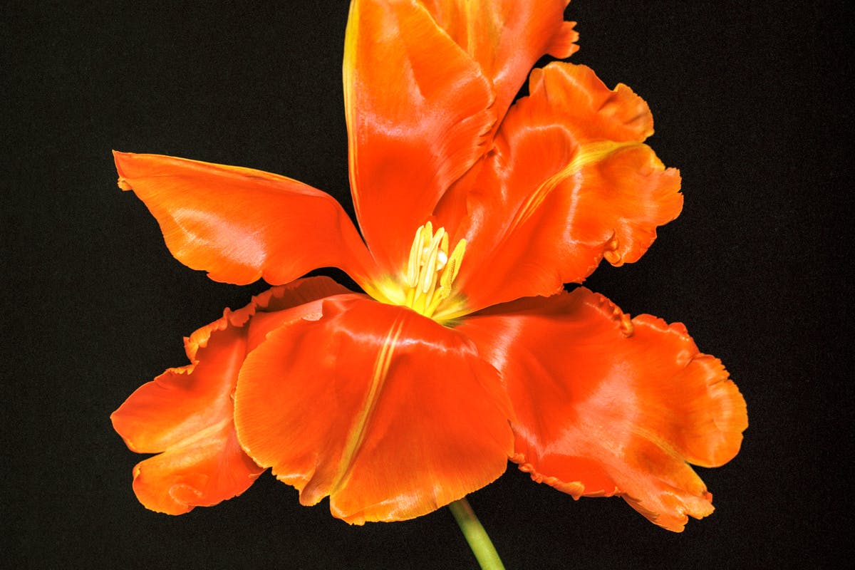 Natural Fragrance Is Trending — But Are Synthetics Actually Bad? - Vimarsana News