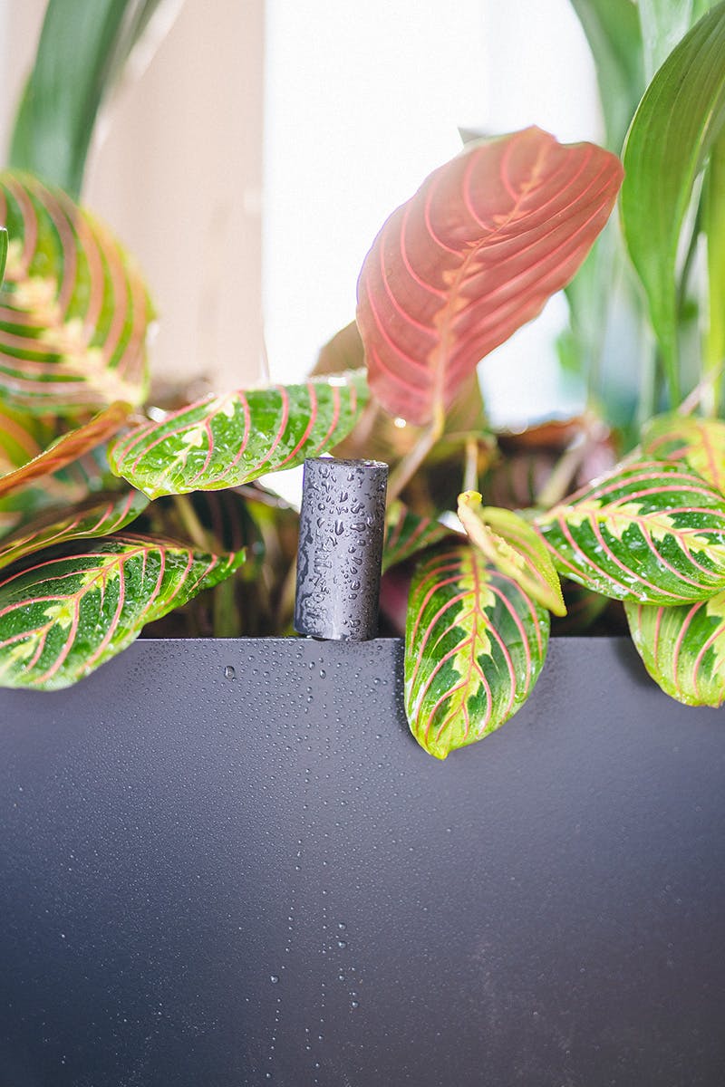 easy-house-plants-for-beginners-18