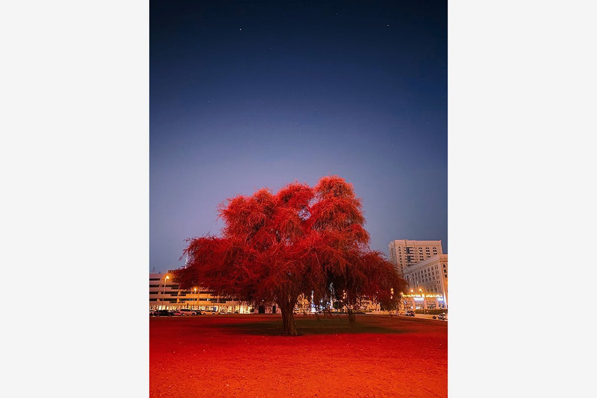 apple-shot-on-iphone-night-mode-winners-03