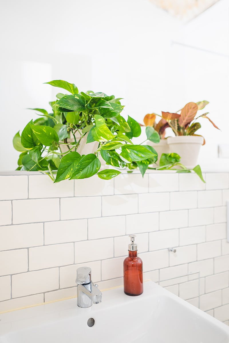 easy-house-plants-for-beginners-02