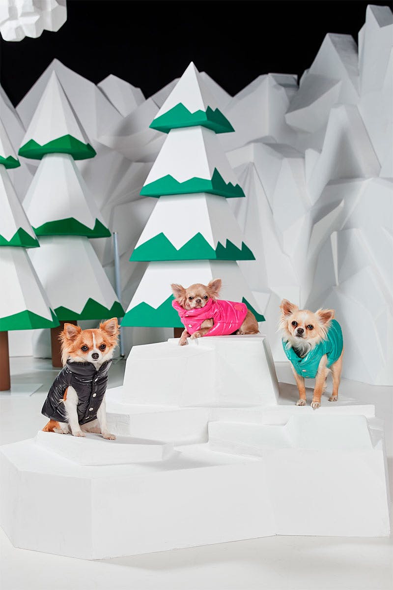 moncler-genius-poldo-dog-couture-4